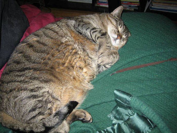 Obrázek fat cat 3387