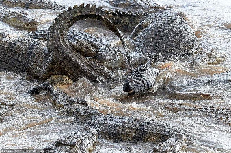 Obrázek feeding dragons