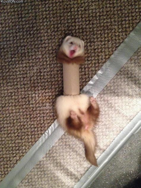 Obrázek ferret slimer