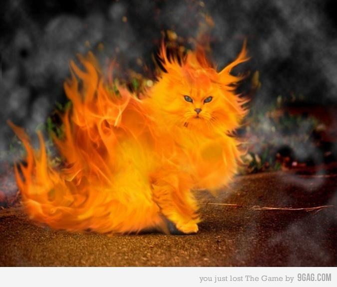 Obrázek fire cat