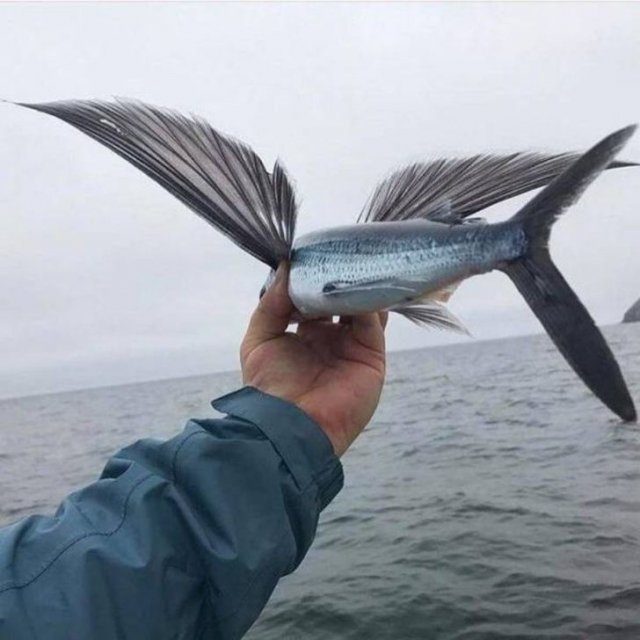 Obrázek flying fish