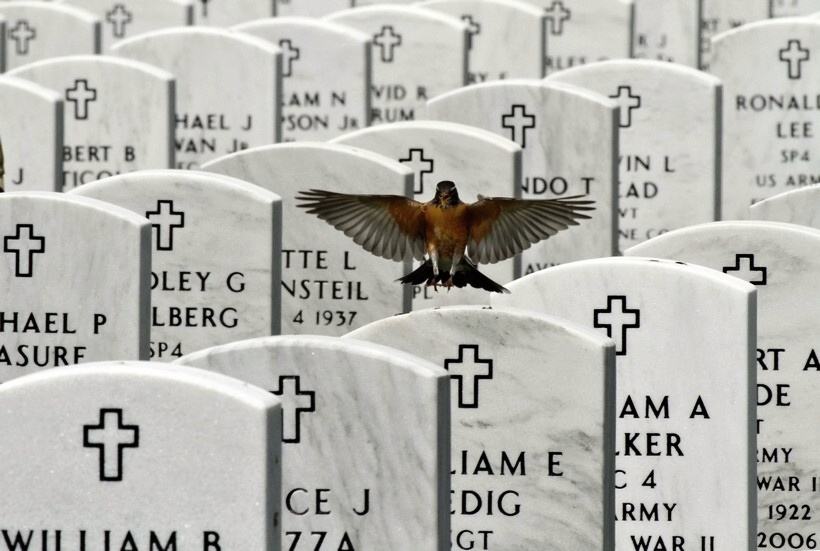 Obrázek foto tyzdna - USA - Narodny cintorin