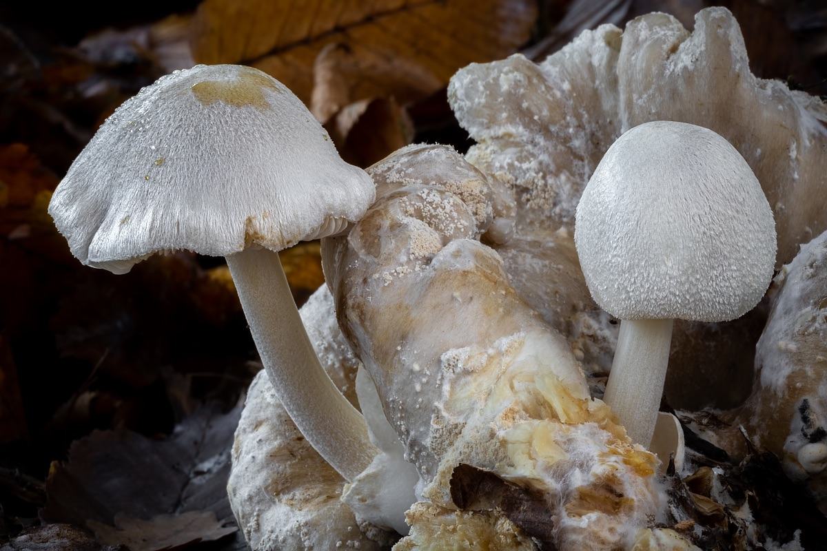 Obrázek fungi bila supinata