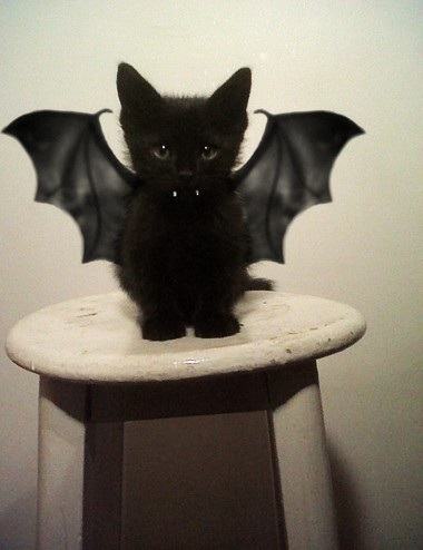 Obrázek gargoyle cat batman