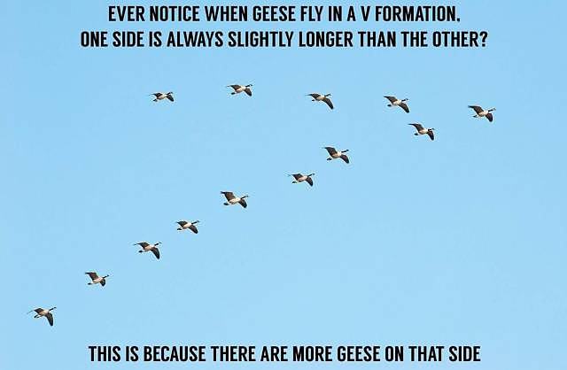 Obrázek geese-fly-formation