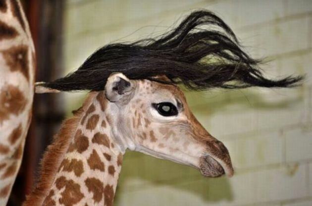Obrázek giraffe hair