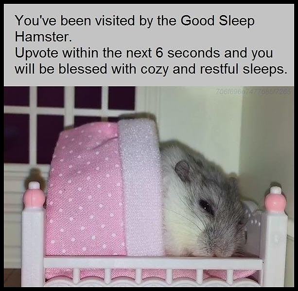 Obrázek good sleep hamster