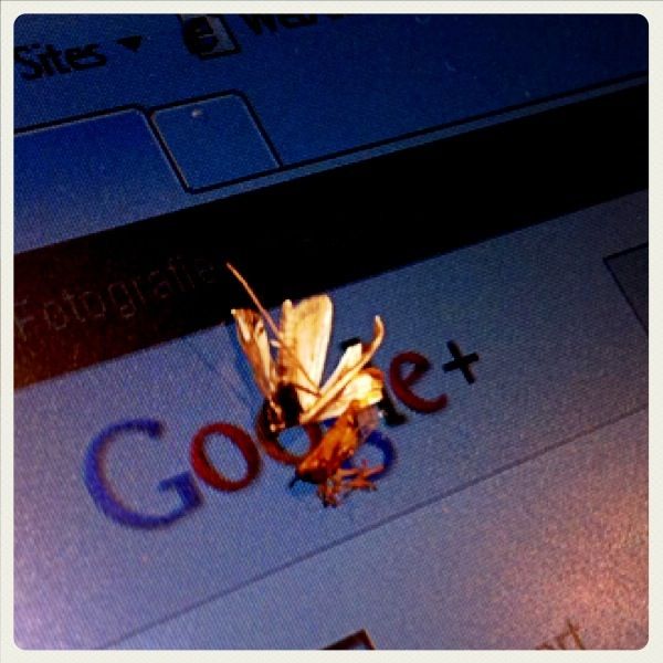 Obrázek googleplus bug