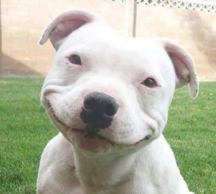 Obrázek happy dog 