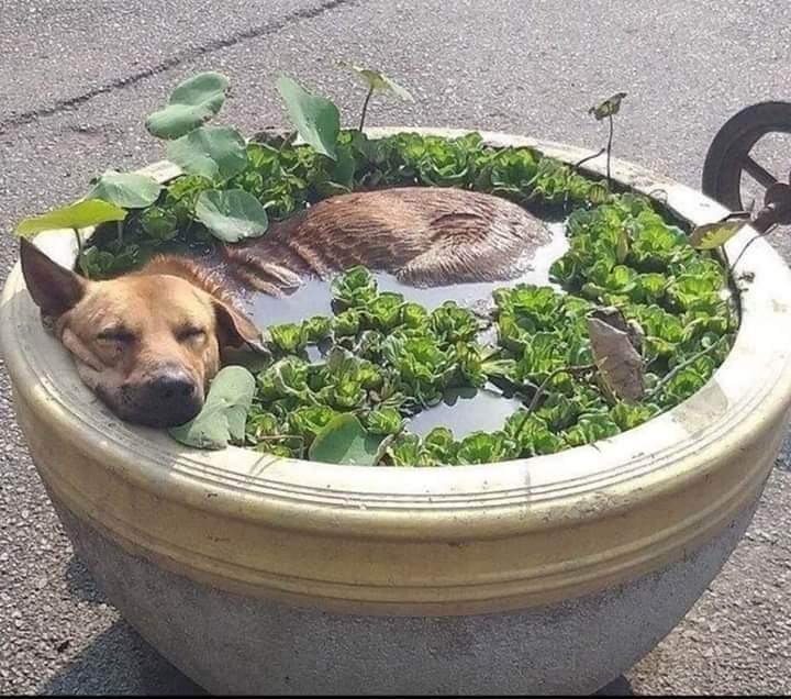 Obrázek happy doggo