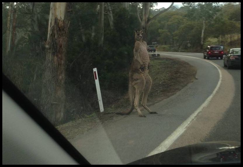 Obrázek hitchhiker  