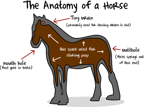 Obrázek horse anatomy