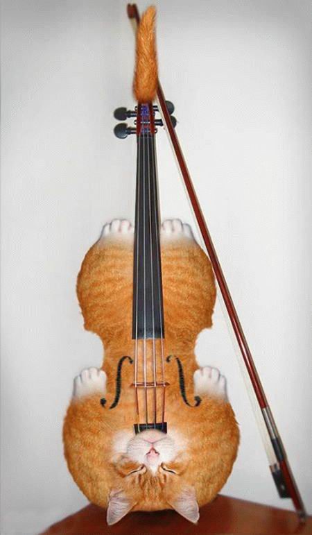 Obrázek housle
