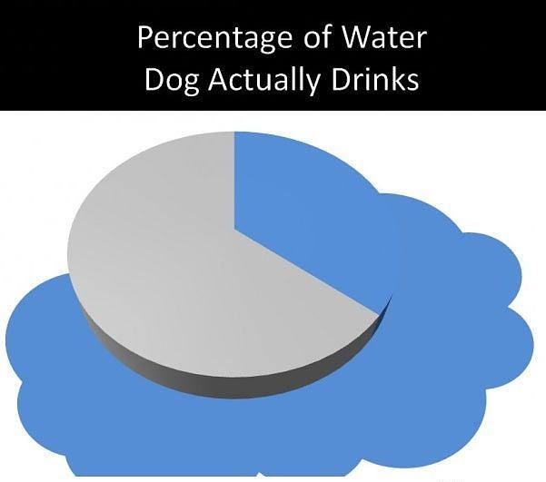 Obrázek how much water my dog needs   