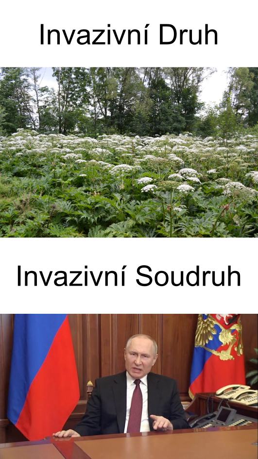 Obrázek invazivni