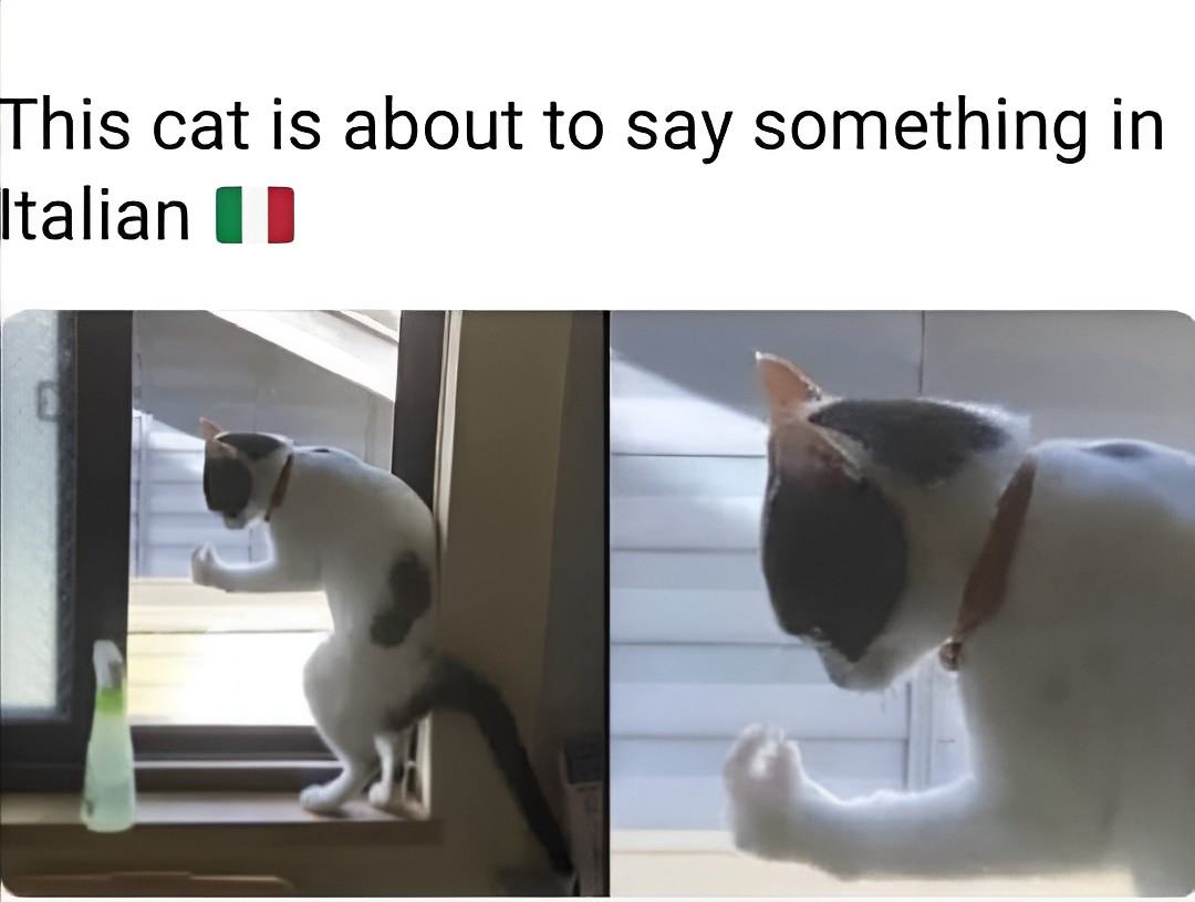 Obrázek italian cat