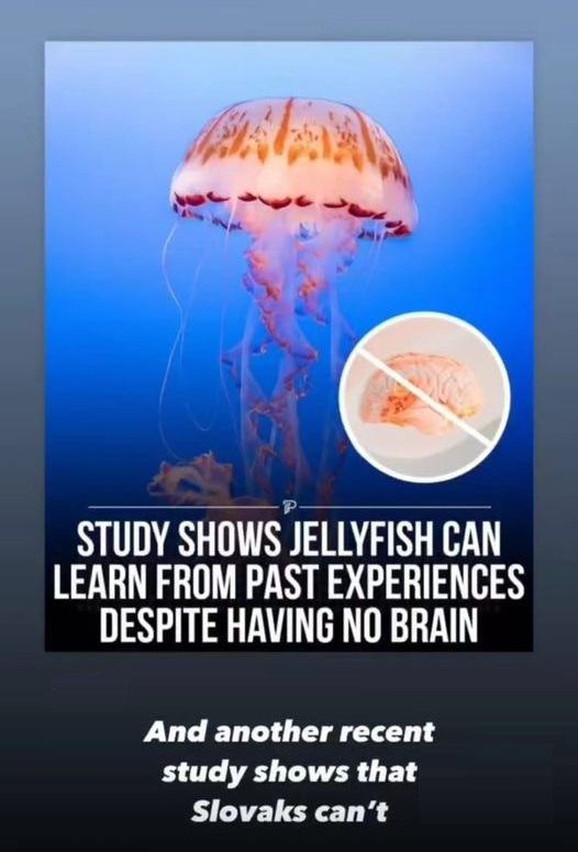 Obrázek jellyfish has no brain