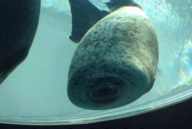 Obrázek just a seal running into glass