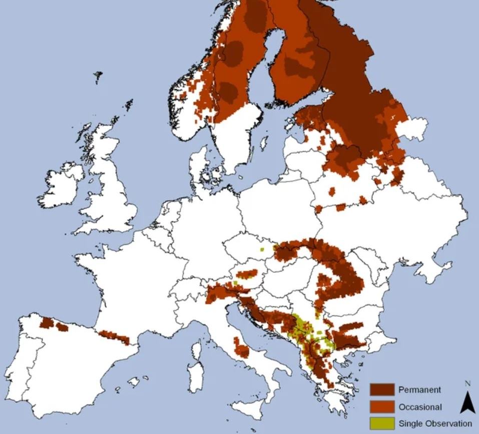 Obrázek kde su medvede