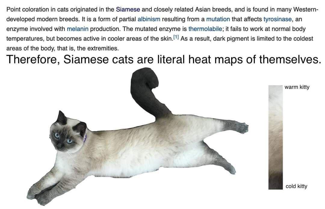 Obrázek kitty heatmap