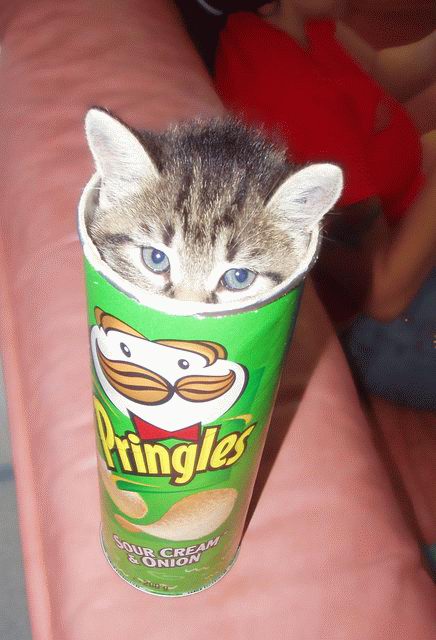 Obrázek kocici chipsy