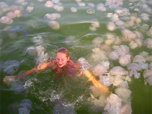 Obrázek kvantum meduz v Cernem mori