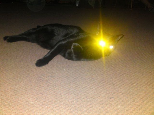 Obrázek laser cat kill you