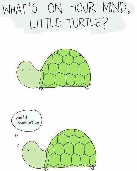 Obrázek little turtlee