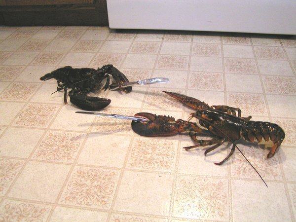 Obrázek lobster fight