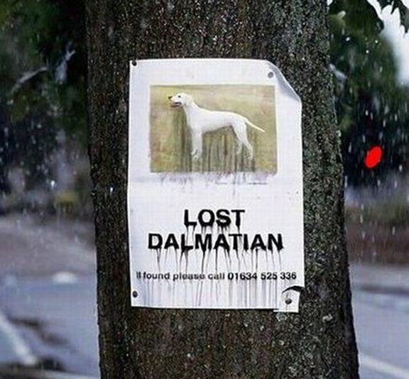 Obrázek lost-dalmatian-sign