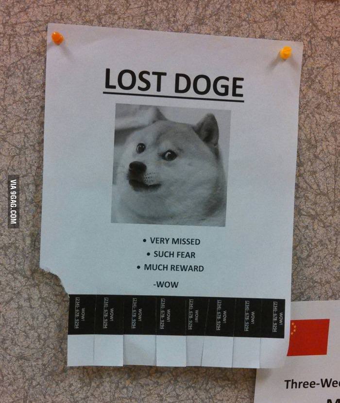 Obrázek lost doge  