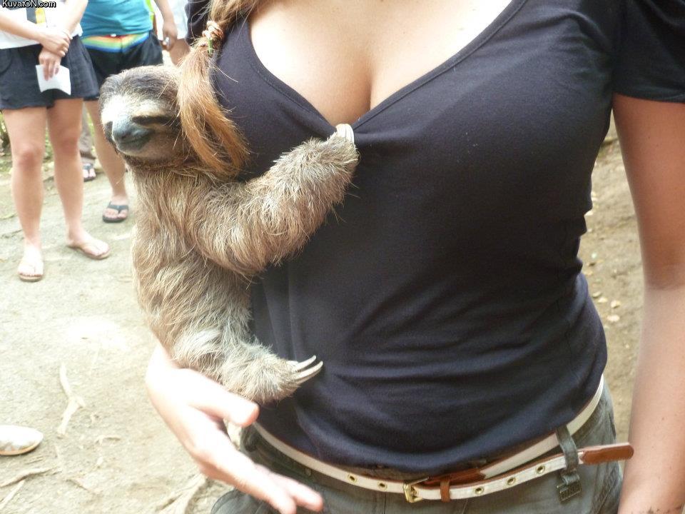 Obrázek lust and sloth
