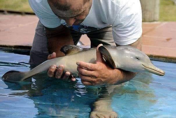 Obrázek male mlade delfine