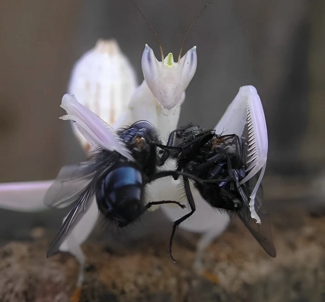 Obrázek mantis2flies-nowkith