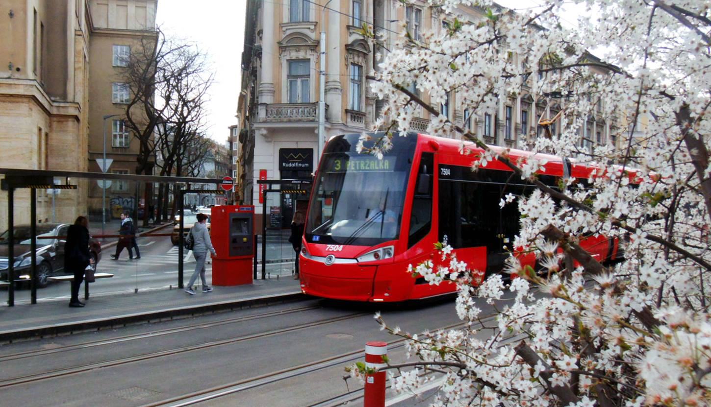 Obrázek masinka kvete