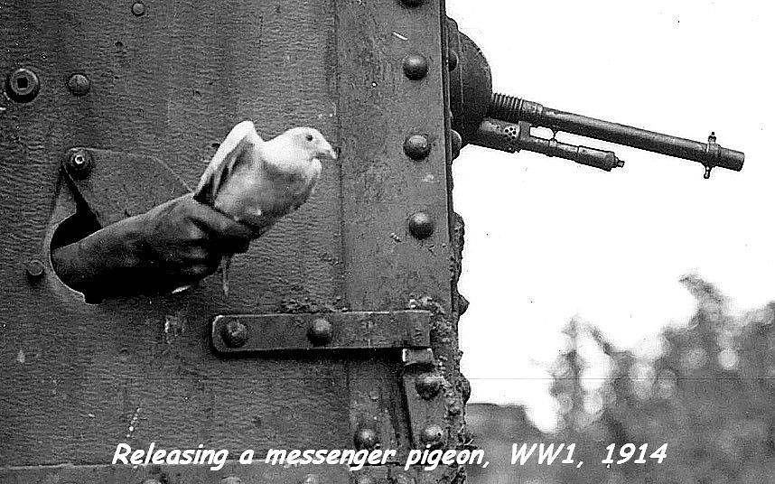 Obrázek messenger-pigeon  