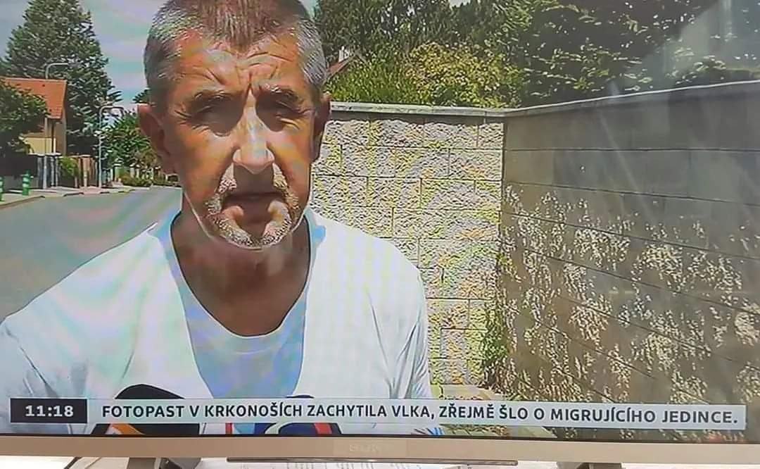 Obrázek migrujici vlk