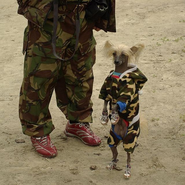 Obrázek military dog
