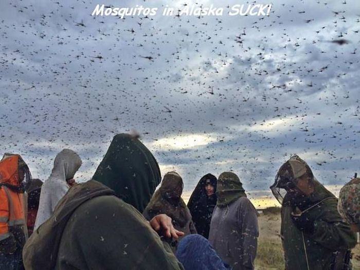 Obrázek mosquitos in alaska