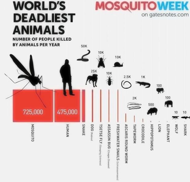 Obrázek mosquitoweek