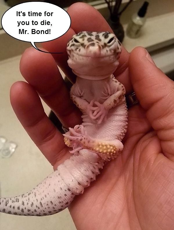 Obrázek mr bond  