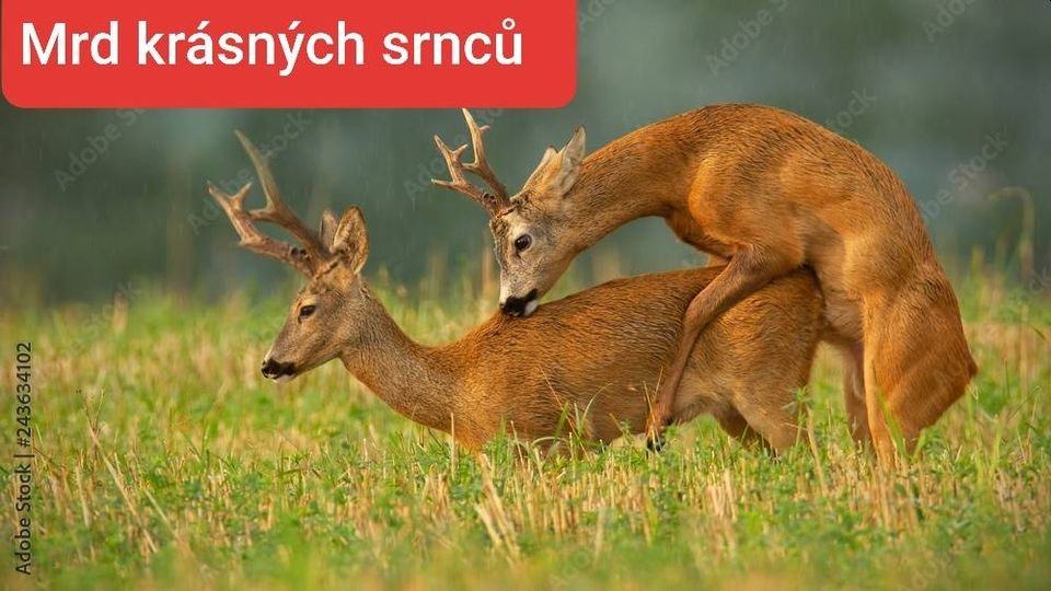 Obrázek mrd krasnych srncu