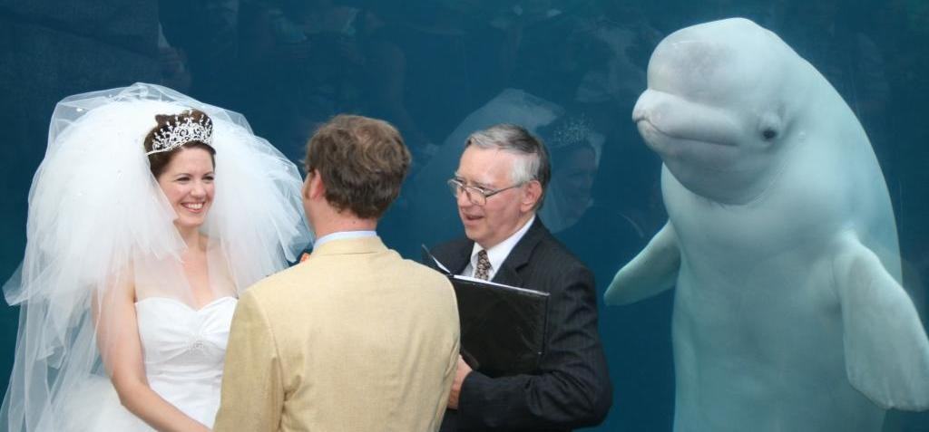 Obrázek mystic aquarium wedding whale