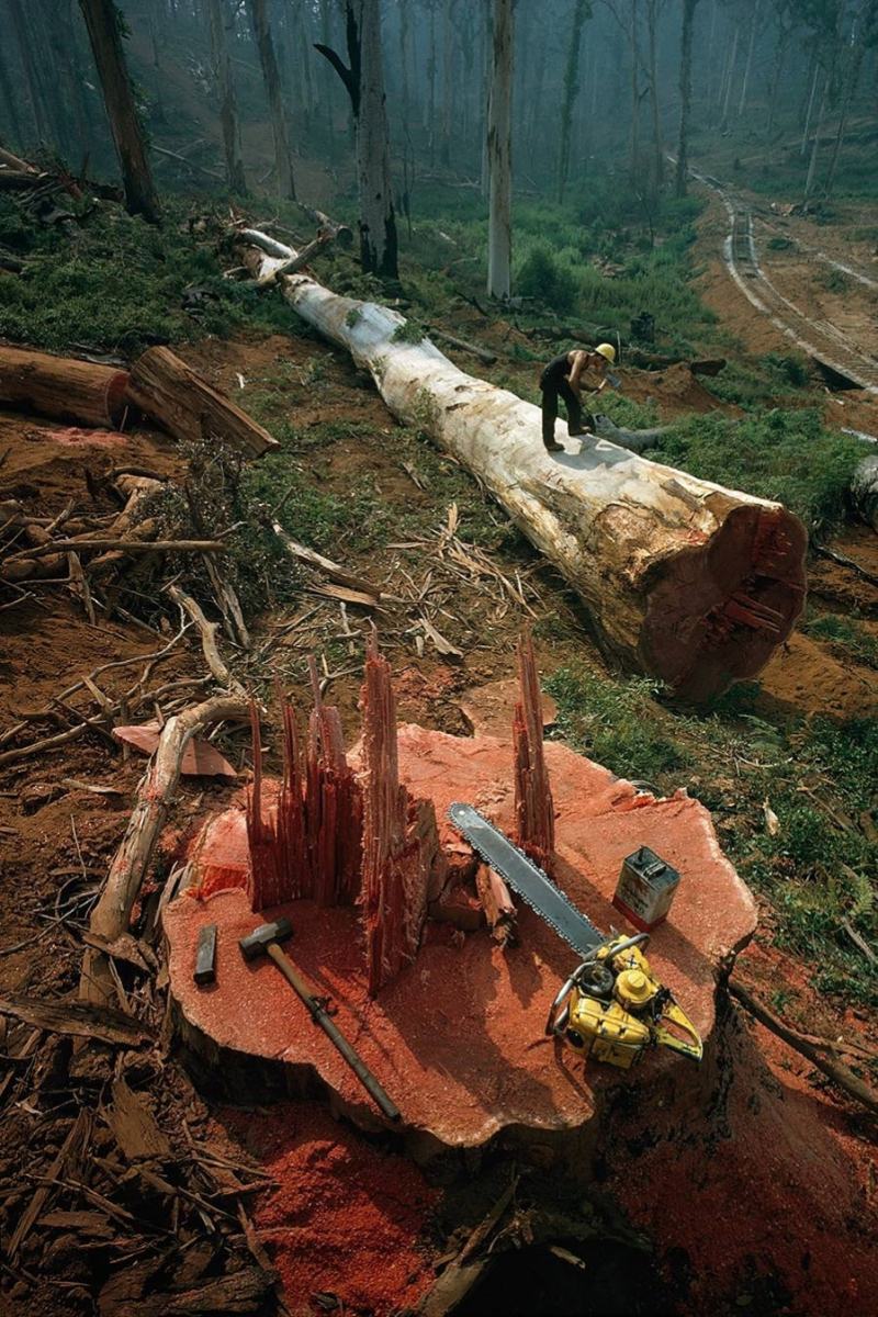 Obrázek national geographic - big tree