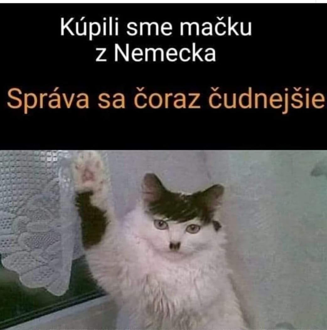 Obrázek nemecka katze