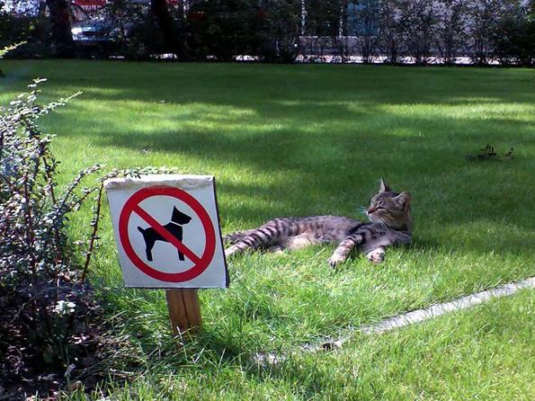 Obrázek no-cats-sign
