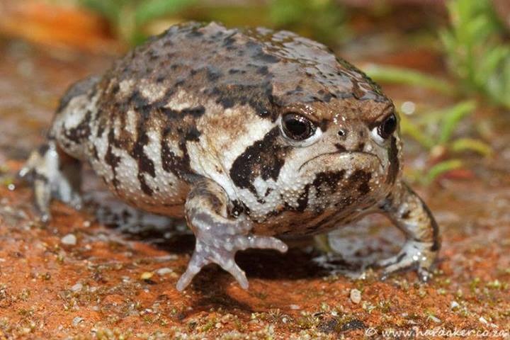 Obrázek nope frog