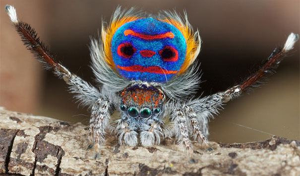 Obrázek peacock-spider-jurgen-otto-12