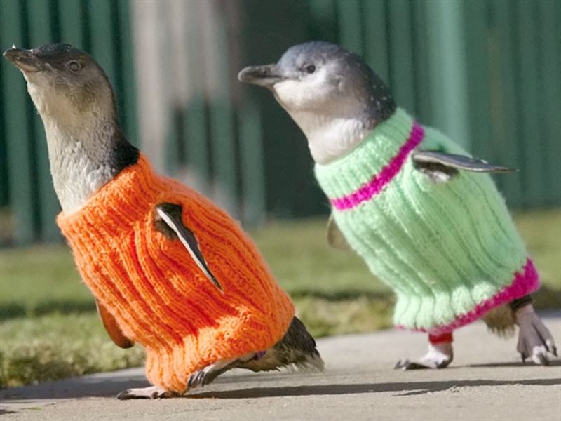 Obrázek penguins in sweaters