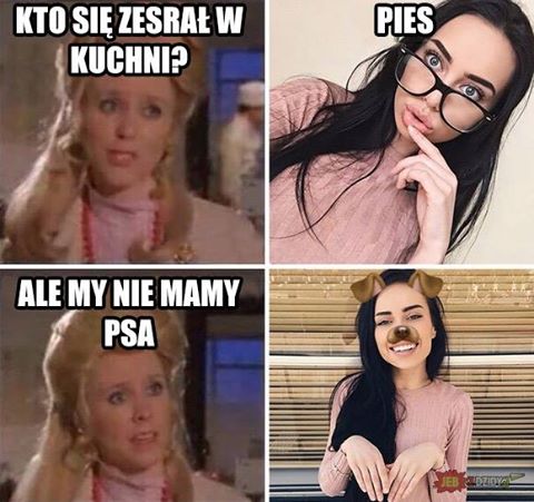 Obrázek pies